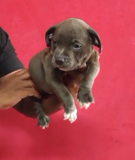 Purchase KCI Registered Pitbull Puppy from  India